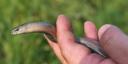 Slowworm