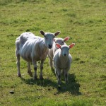 three-sheep