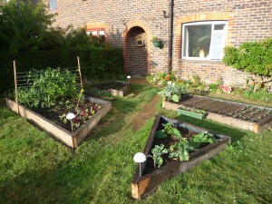 Veggie patch